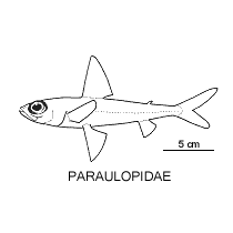 Line drawing of paraulopidae