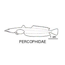 Line drawing of percophidae