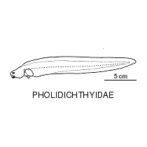 Line drawing of pholidichthyidae