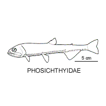 Line drawing of phosichthyidae