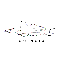 Line drawing of platycephalidae