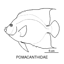 Line drawing of pomacanthidae 