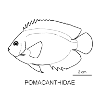 Line drawing of pomacanthidae