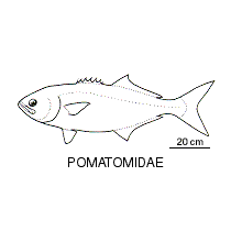 Line drawing of pomatomidae