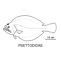 Line drawing of psettodidae