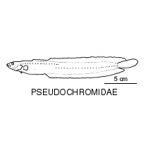 Line drawing of pseudochromidae
