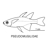 Line drawing of pseudomugilidae