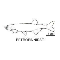 Line drawing of retropinnidae