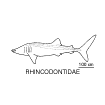 Family Rhincodontidae