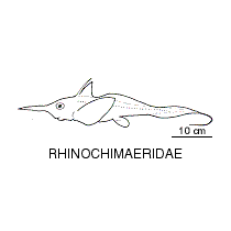 Line drawing of rhinochimaeridae
