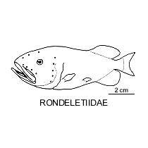 Line drawing of rondeletiidae
