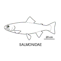 Line drawing of salmonidae