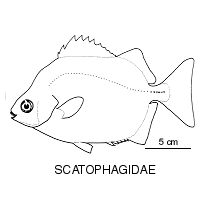 Line drawing of scatophagidae