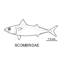 Line drawing of scombridae