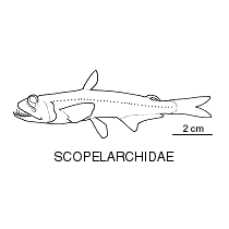 Line drawing of scopelarchidae