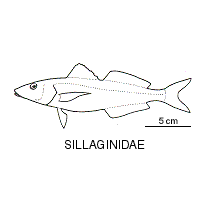 Line drawing of sillaginidae