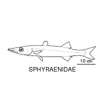 Line drawing of sphyraenidae