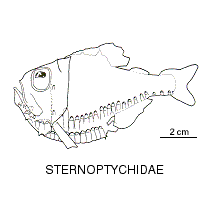 Line drawing of sternoptychidae