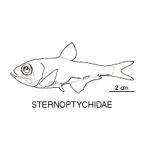 Line drawing of sternoptychidae