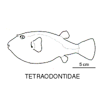 Line drawing of tetraodontidae