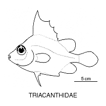 Line drawing of triacanthidae