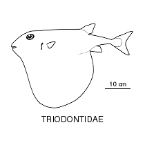 Line drawing of triodontidae