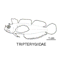 Line drawing of tripterygiidae