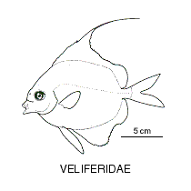Line drawing of veliferidae 