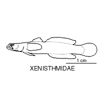 Line drawing of xenisthmidae