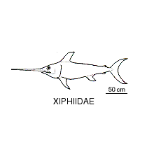 Line drawing of xiphiidae