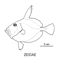 Line drawing of zeidae