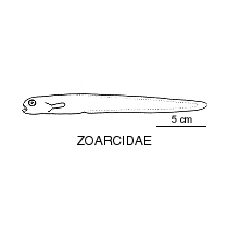 Line drawing of zoarcidae
