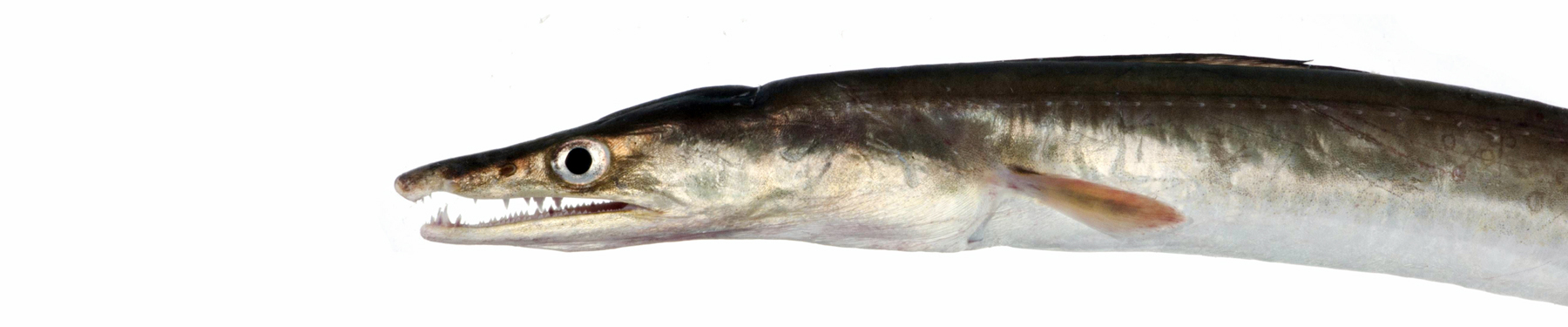 Pike eels banner