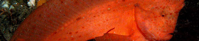 Prowfishes banner