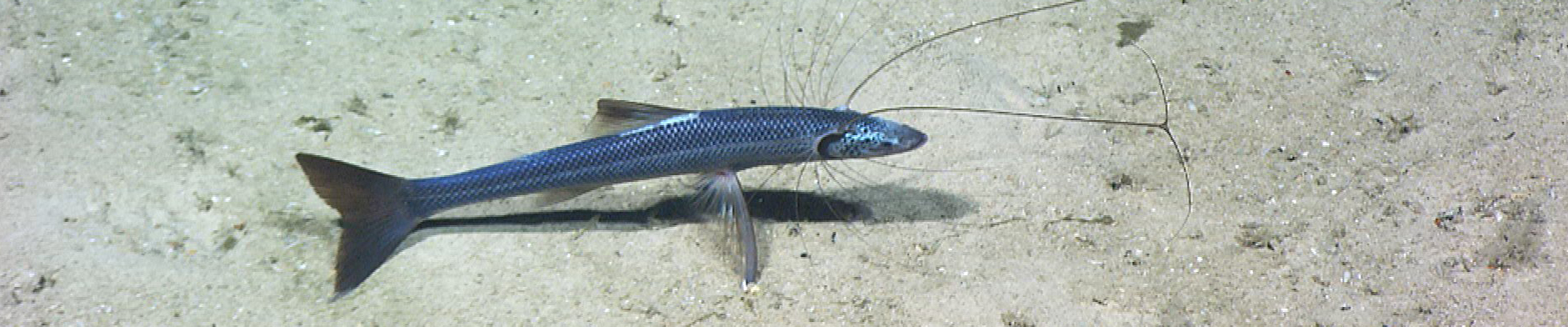 Deepwater tripodfishes, Spiderfishes banner