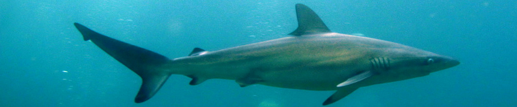 Ground Sharks, Whaler Sharks  banner