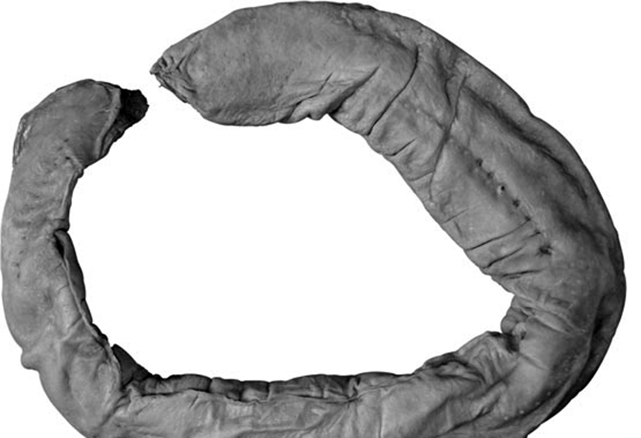 Strahan's Hagfish, Eptatretus strahani, from off King Sound, WA
