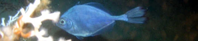 Dwarf Dory, Scaly Dories, Tinselfishes banner
