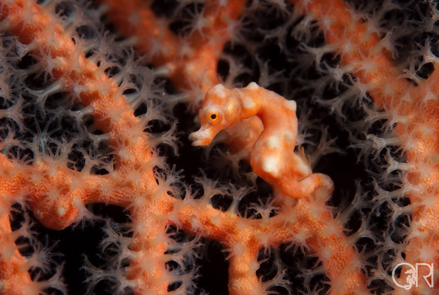 Denise's Pygmy Seahorse, Hippocampus denise on an orange gorgonian coral