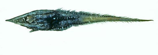 Idiolophorhynchus-andriashevi