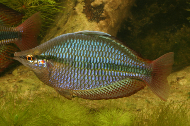 Trifasciata Rainbow Fish