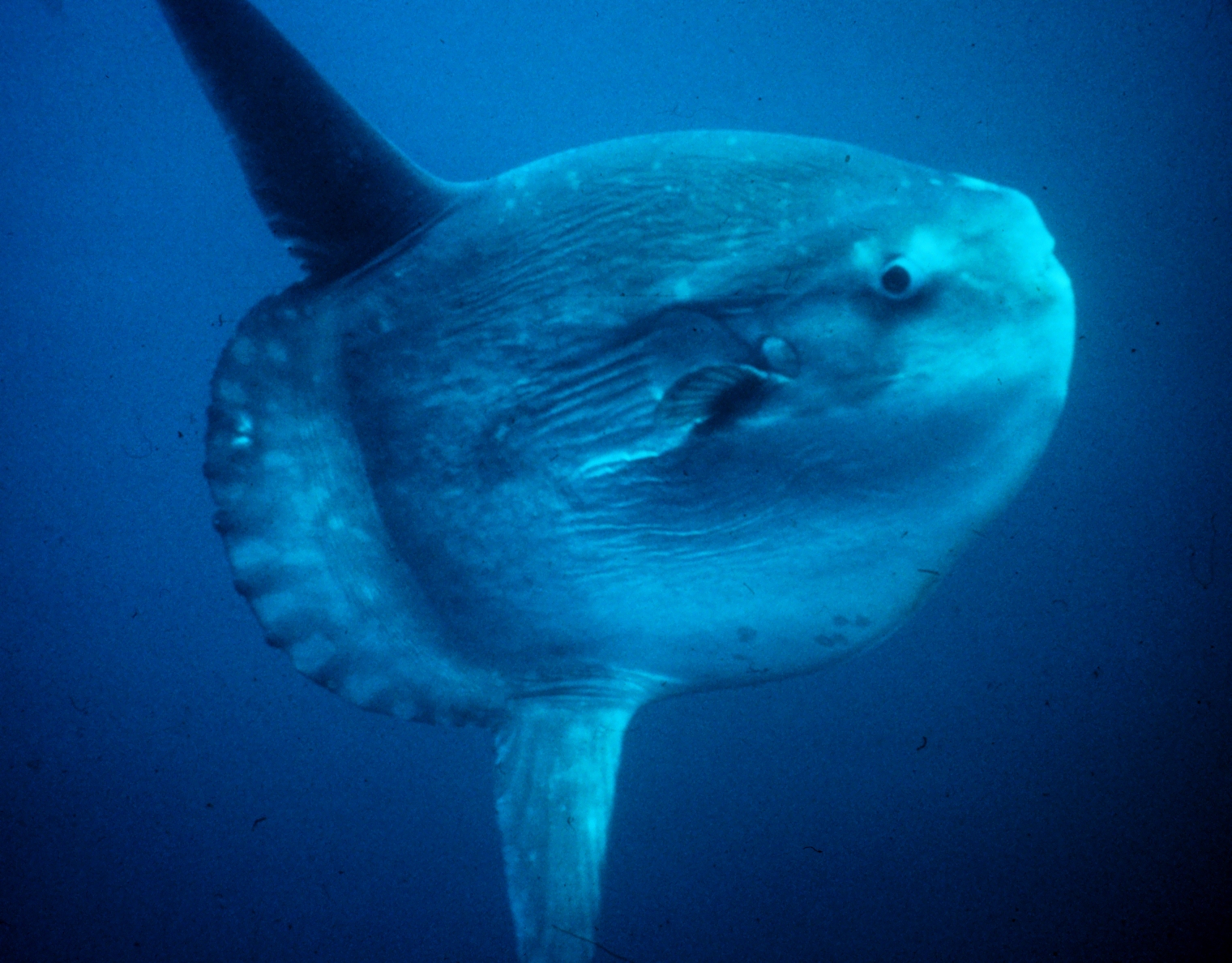 Mola Fish