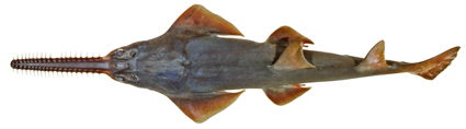 Dwarf Sawfish
