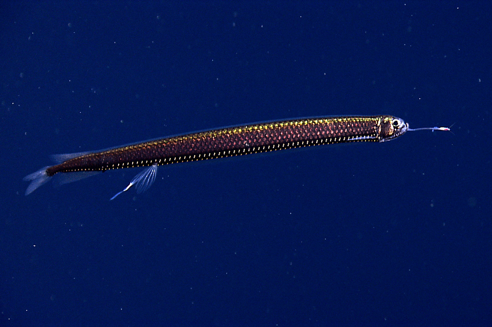 A Boa Scaly Dragonfish