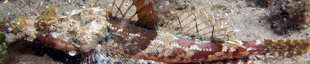 Scorpionfishes and their allies banner