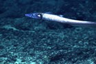 HALOSAURIDAE