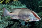 Lutjanus Erythropterus