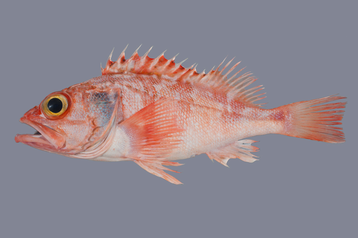 Red-banded perch – Coastal fish – Te Ara Encyclopedia of New Zealand