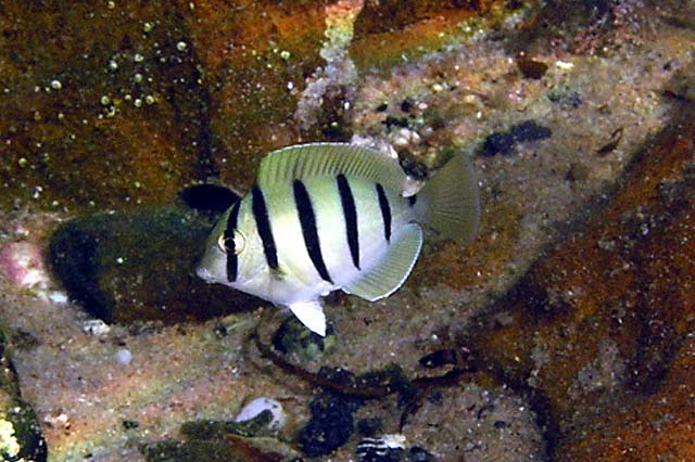 Acanthurus triostegus Fish Taxidermy Details about   Surgeonfish Acanthurus auranticavus 
