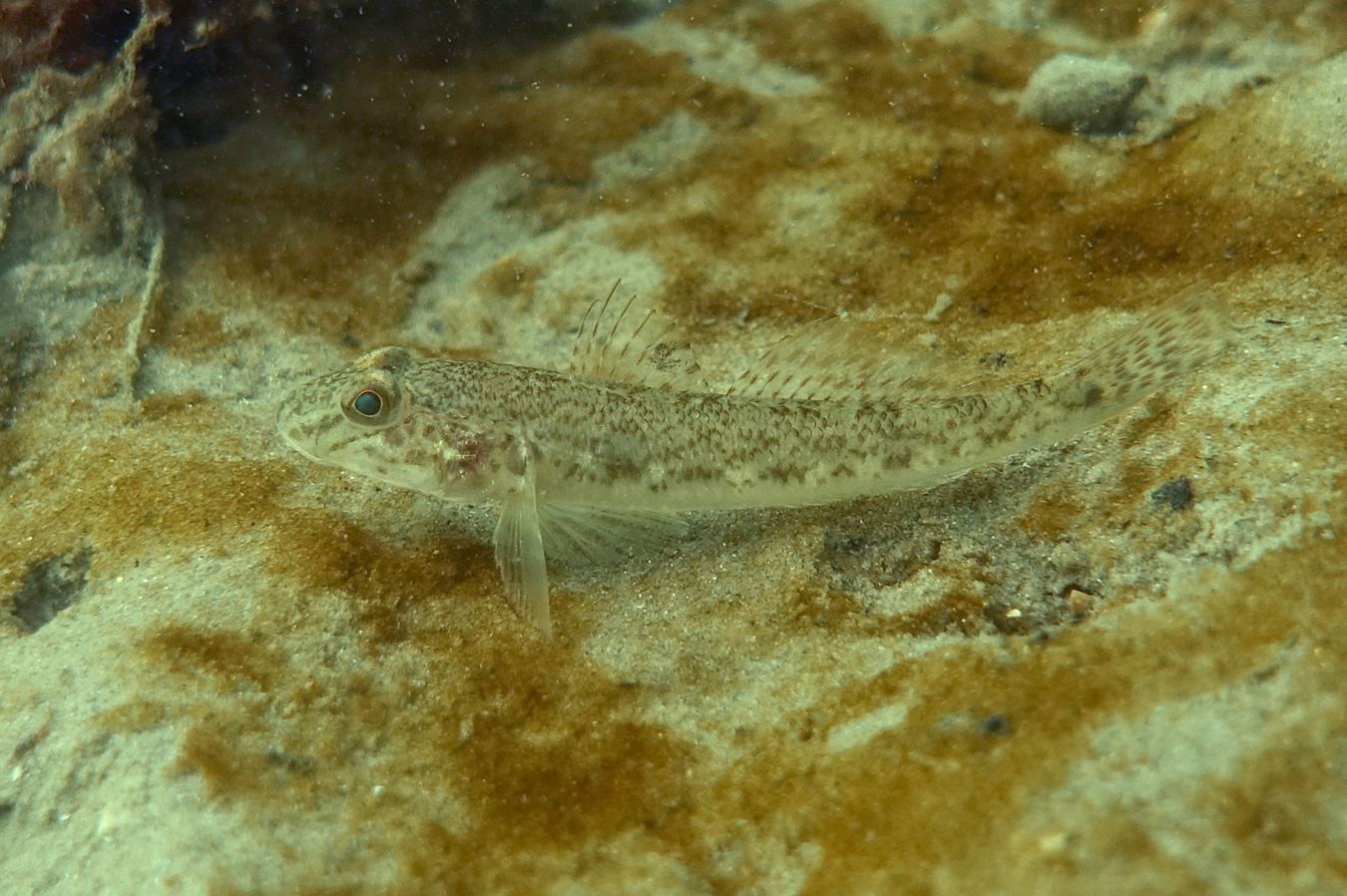 Acanthogobius flavimanus